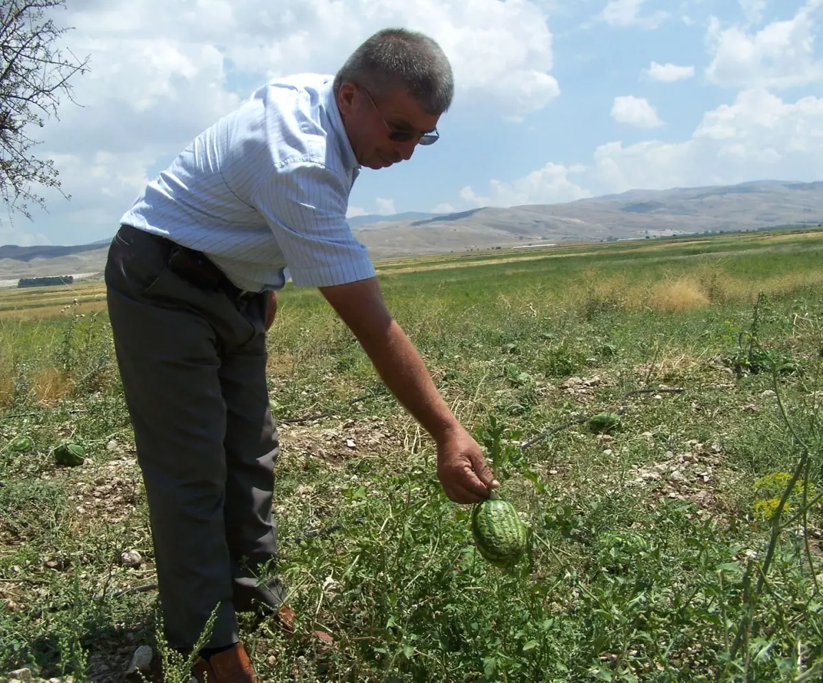 Dolu Hububatı Tarlada Vurdu