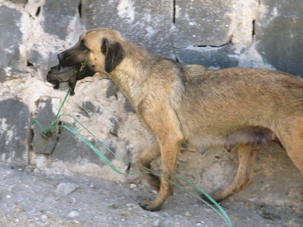 Köpekten Yavrularına Anne Şefkati
