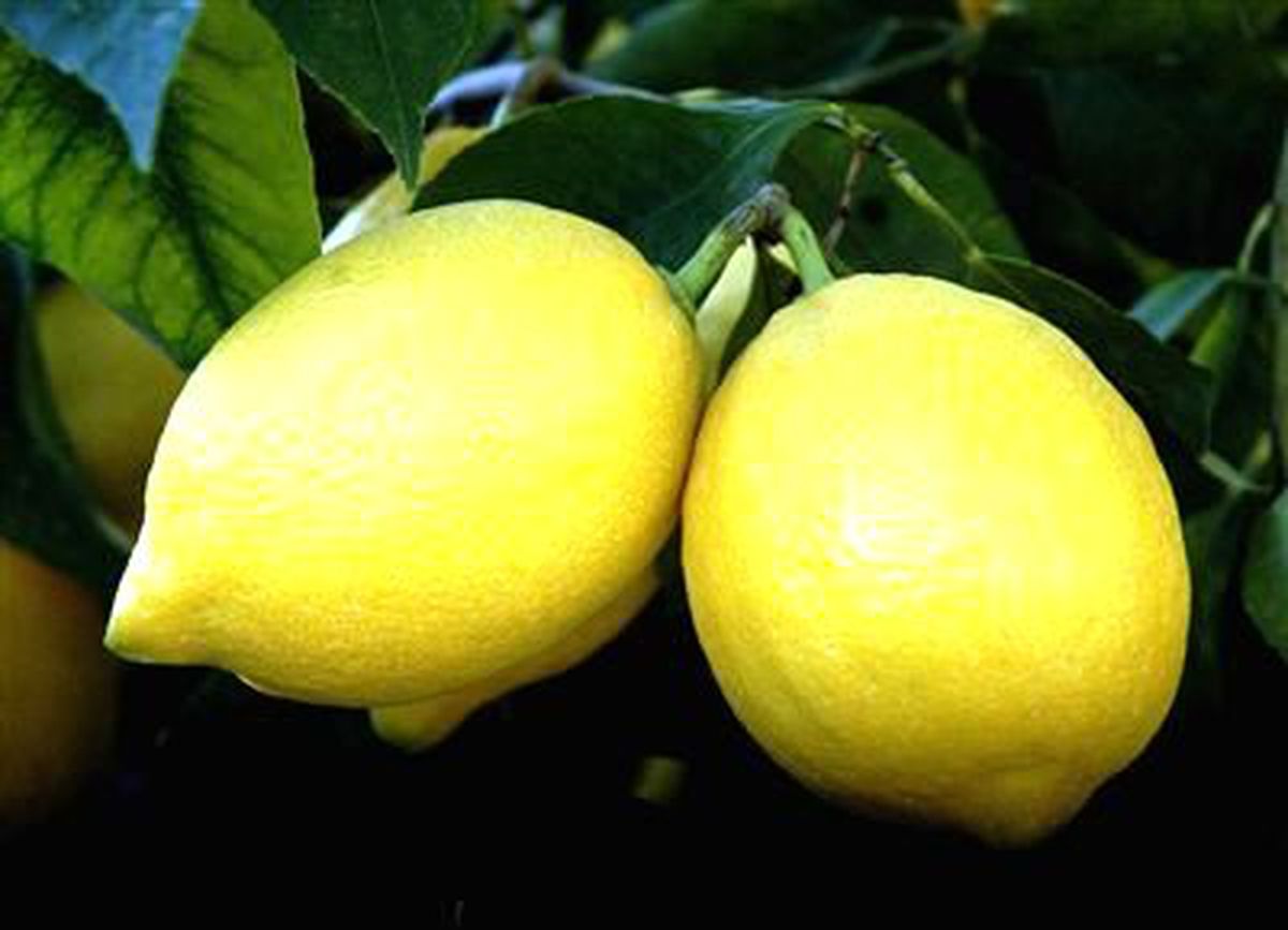 Temmuz Ayının Zam Şampiyonu \'Limon\' Oldu