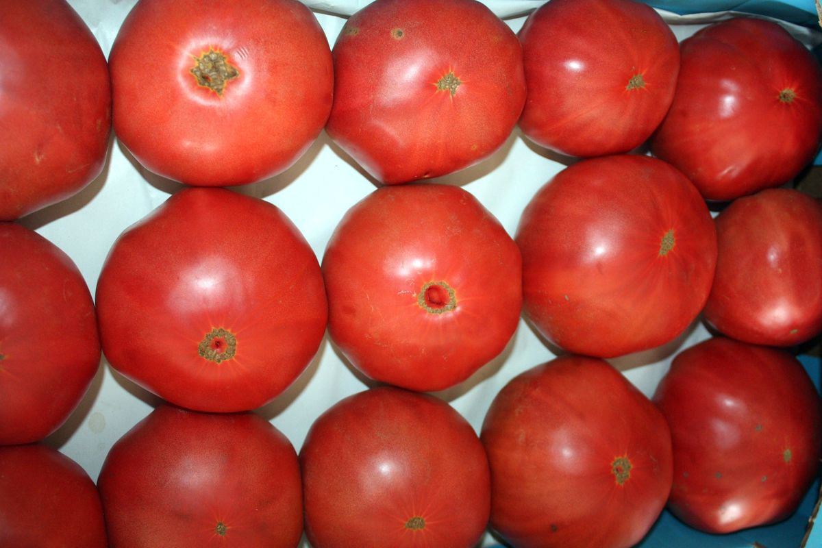 Yalova\'da Pembe Domates Hasadına Başlandı