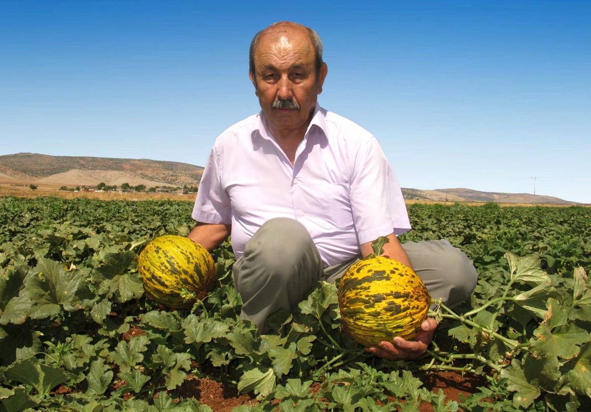 Araban Kavununa İlgi Büyük