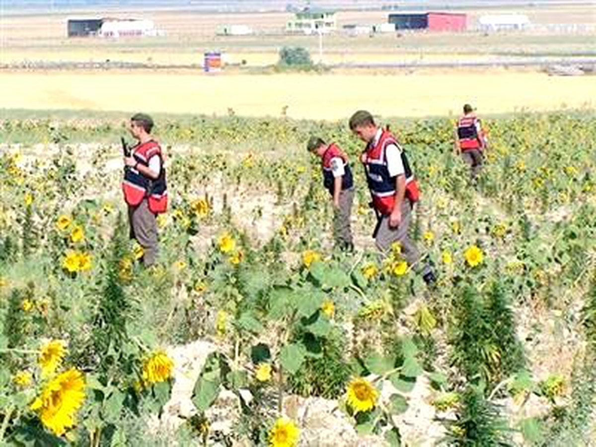 Bölge Trafik Denetleme İstasyonunun Karşısındaki Tarlaya Hint Keneviri Ekmişler