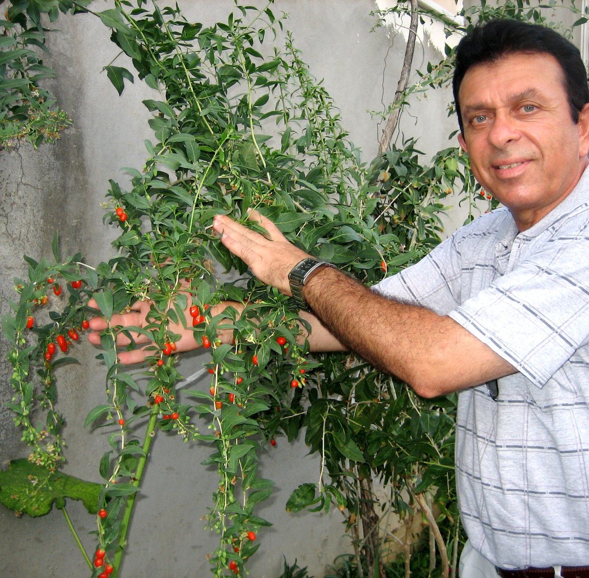Mutluluk Meyvesi "Goji Berry" Karadeniz\'de