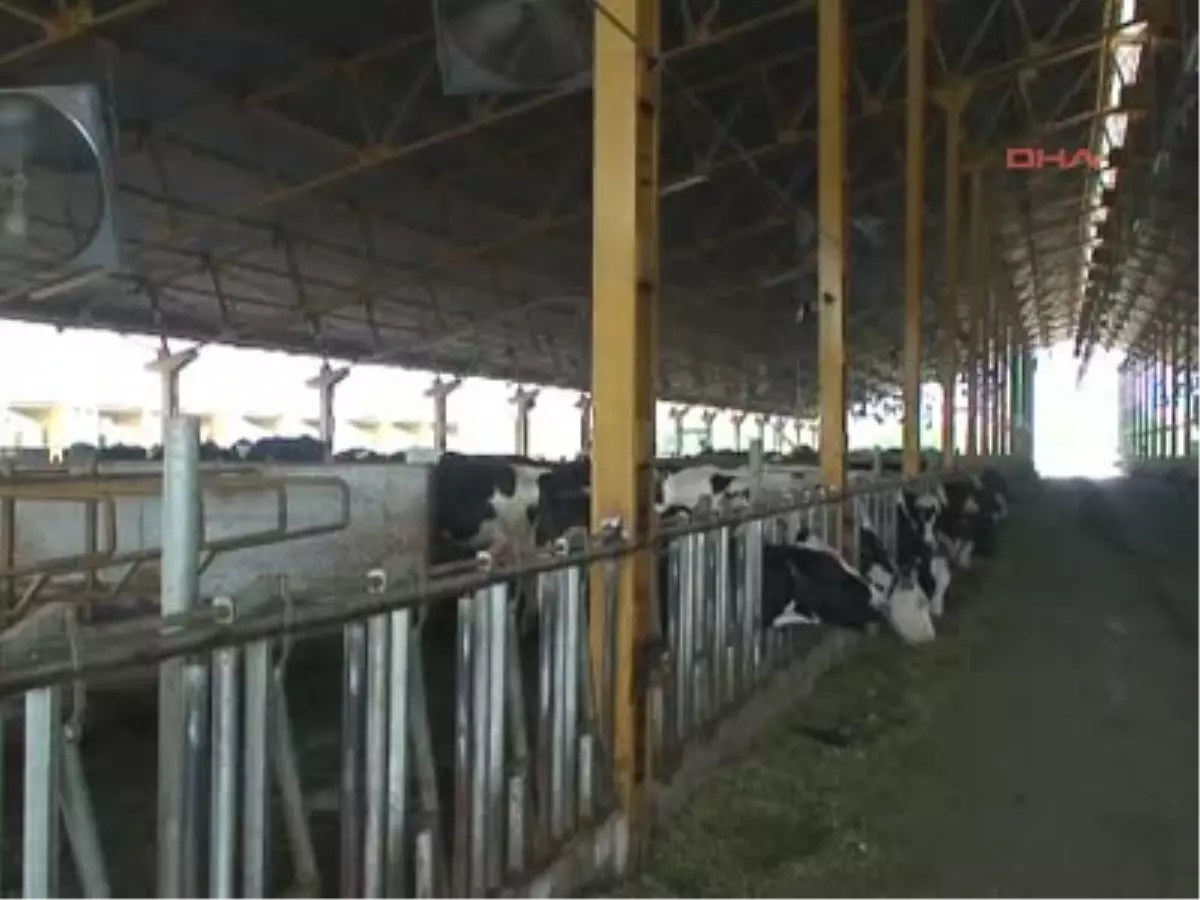 Sıcaktan Strese Giren İnekler, Su Püskürten Fanla Serinletiliyor