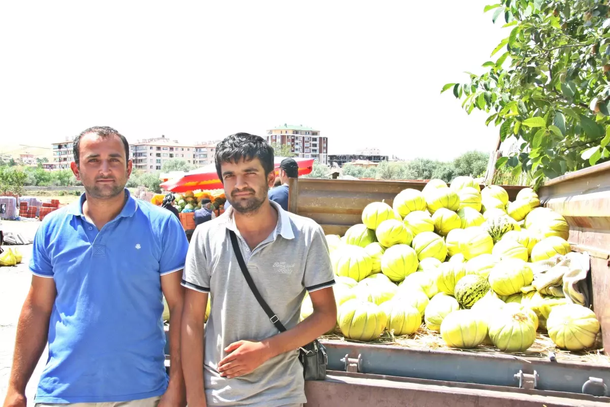 Sungurlu\'da Kavun Sezonu Açıldı