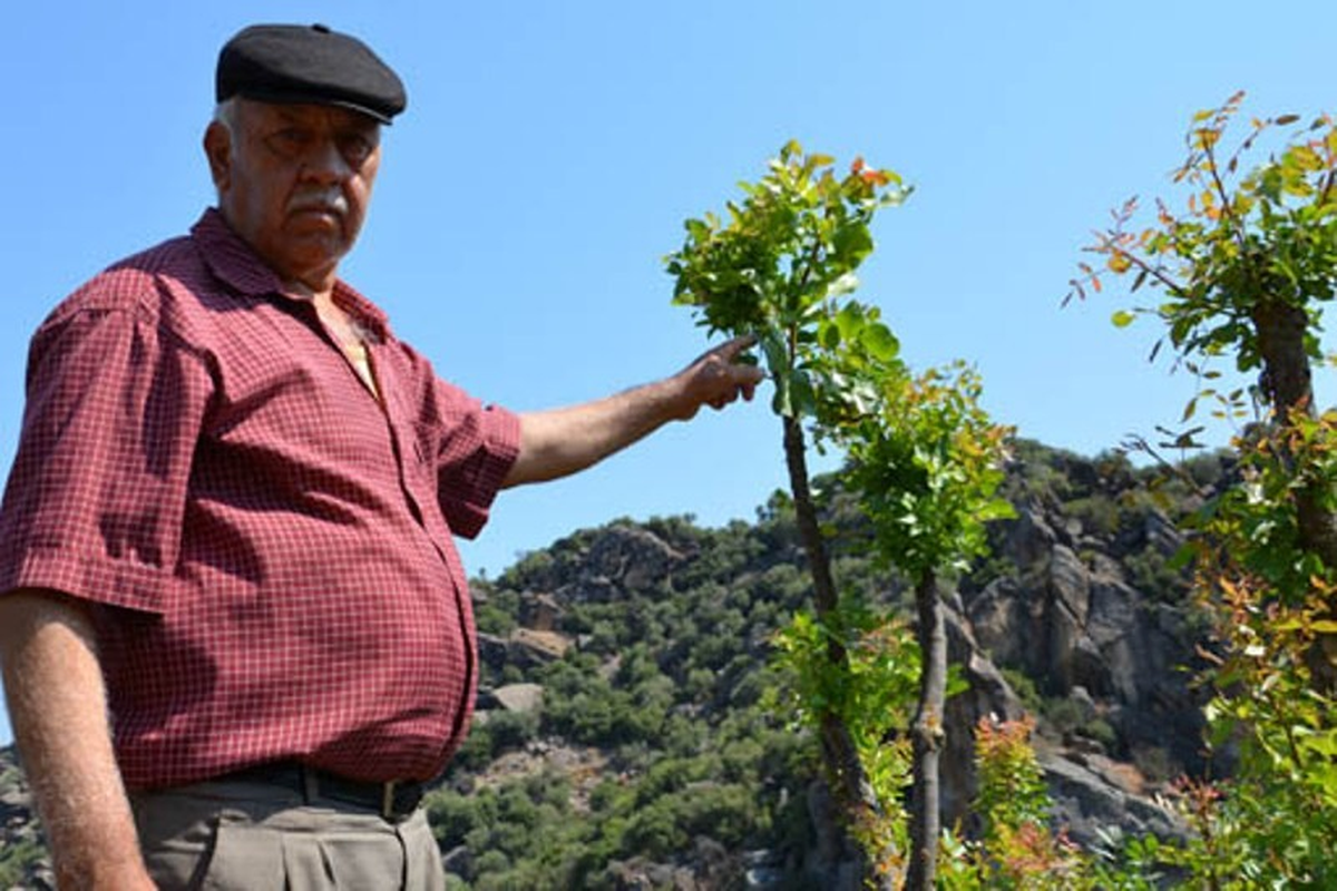 Yabani Ağaçlar Aşılandı