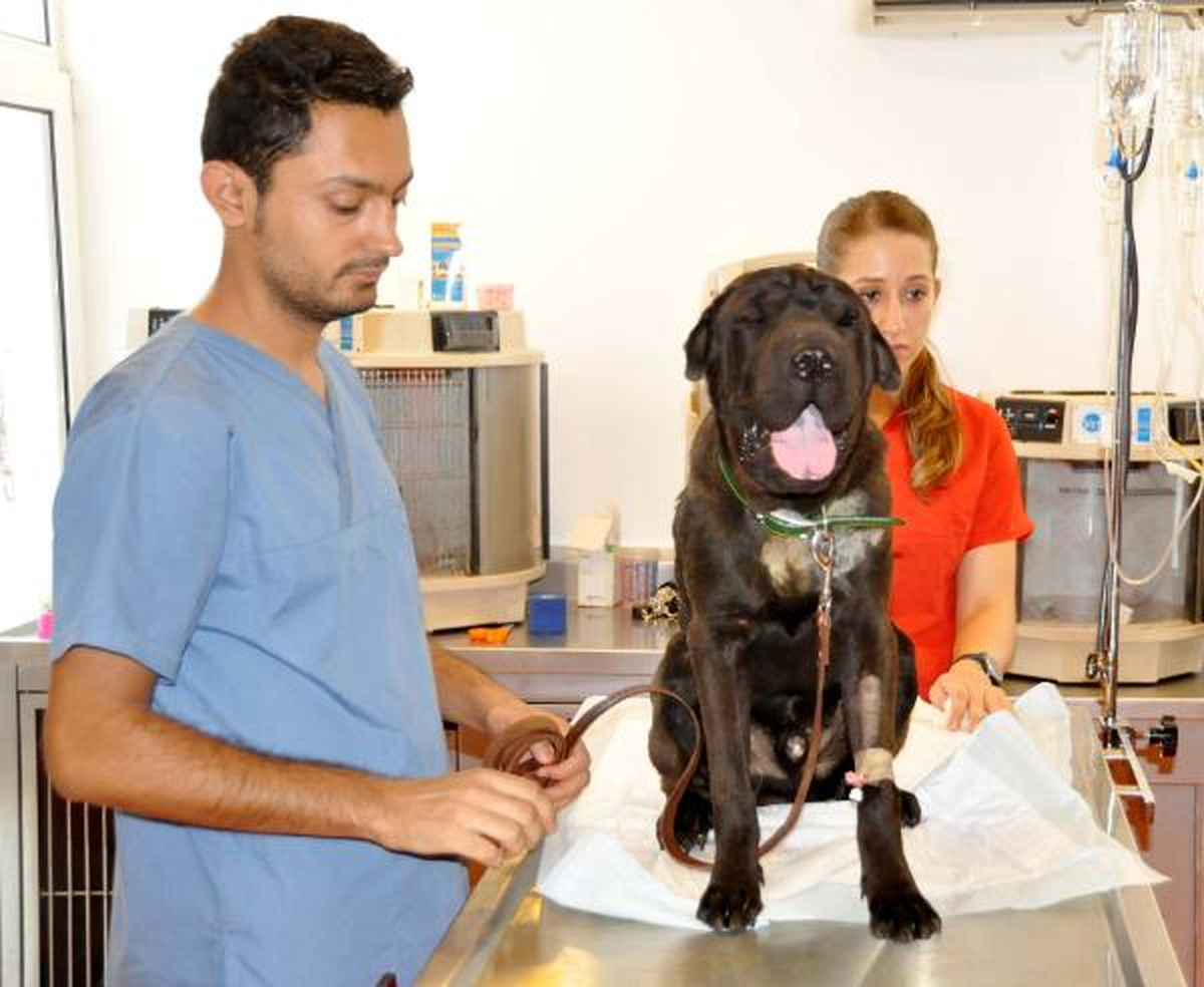 Bahçedeki Köpekleri Av Tüfeğiyle Vurdular