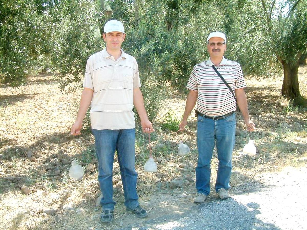 Burhaniye\'de Zeytin Sineklerini Sayıyorlar