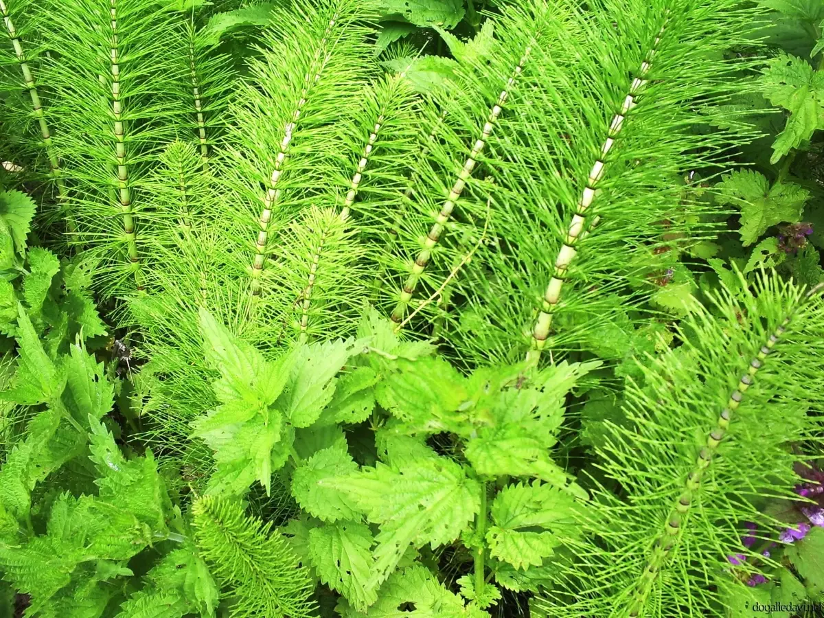 "İftarda Tıka Basa Yemek, Reflü Sebebi"