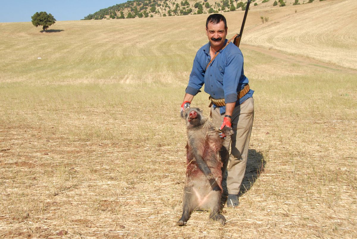 Bahşılı\'da Tarım Üreticilerinin Başı Domuzlarla Dertte.