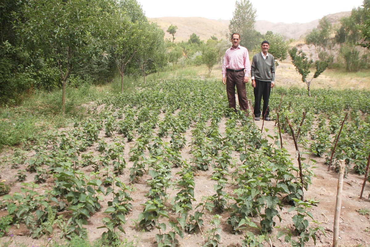 Dünyanın En Organik Ürünü Ahlat\'ta Filizleniyor