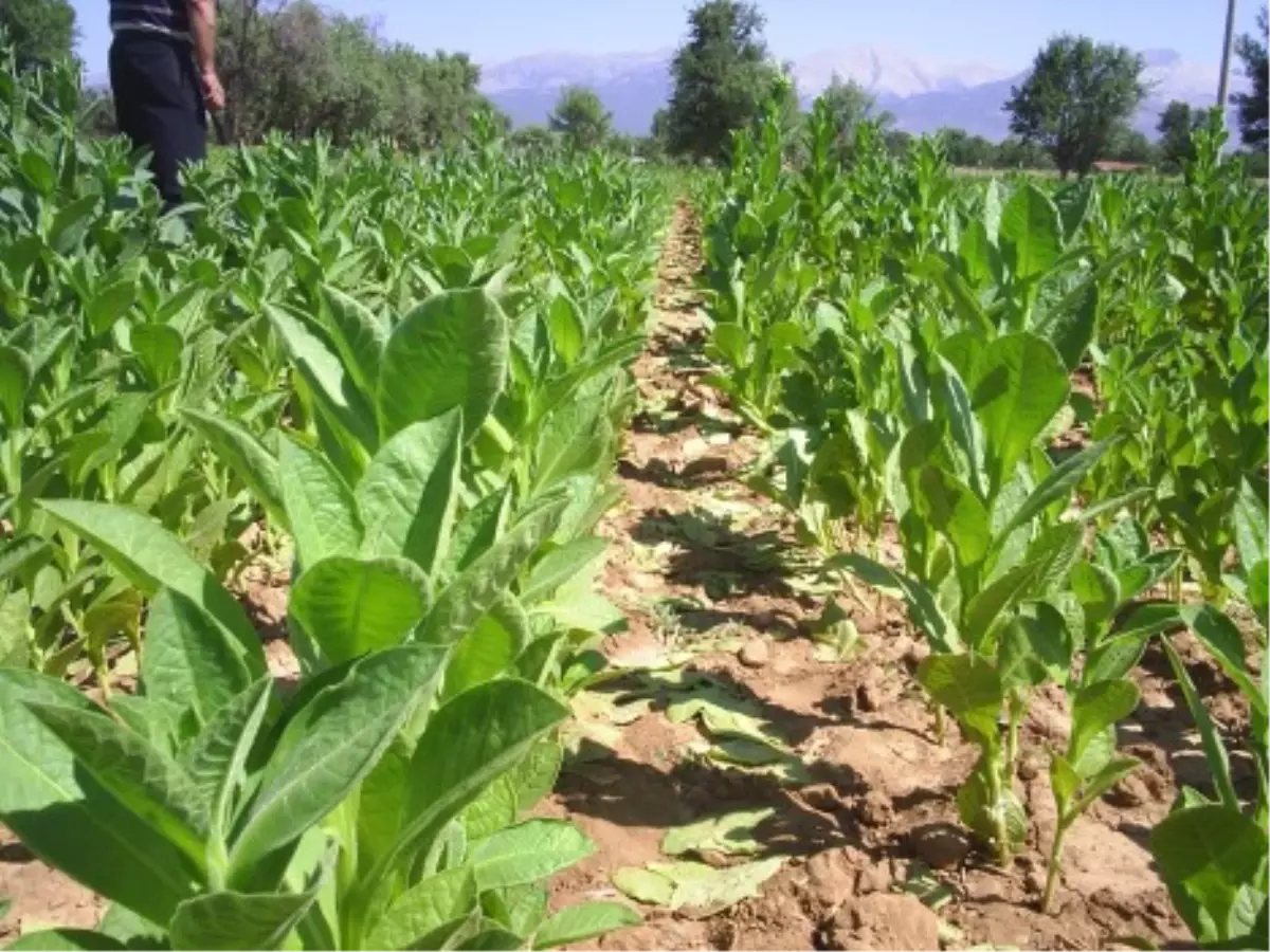 Erbaa Ziraat Odası Başkanı Köksal Açıklaması