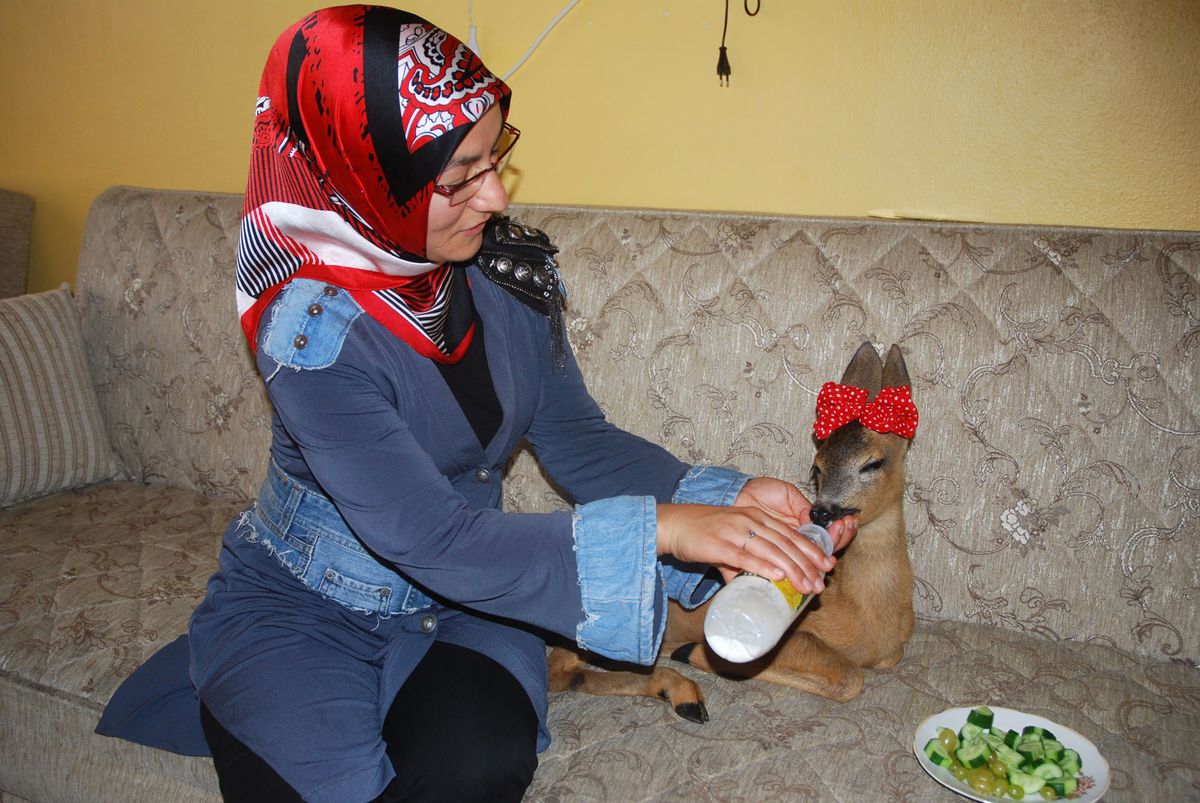 Giresun\'da Evde Beslenen Karaca Doğaya Salınmak İçin Aileden Alındı