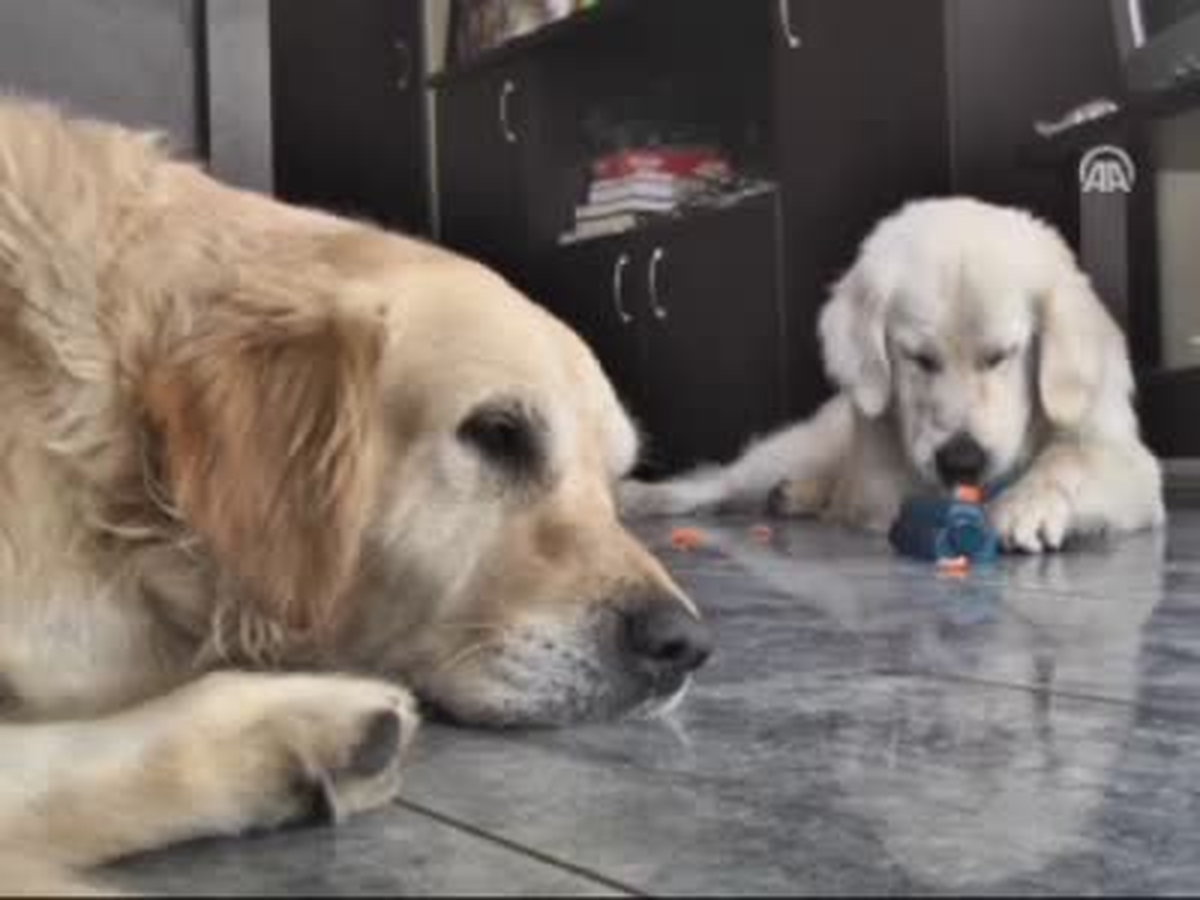 Hapis Cezasına Köpekli Protesto