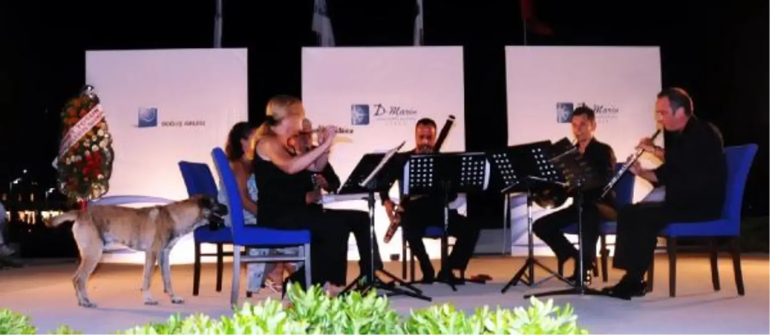 Klasik Müzik Tutkunu \'Hektor\'