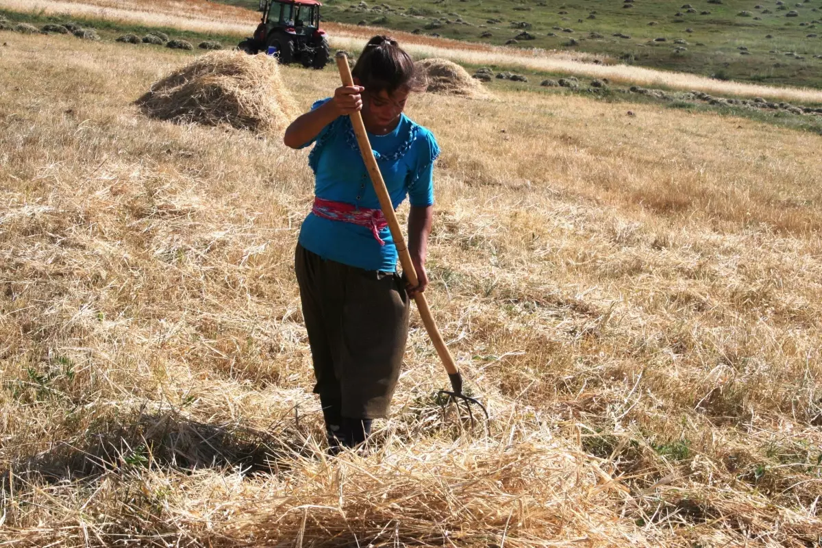 Oruçlu 40 Derece Sıcakta Tırpan Çekiyorlar
