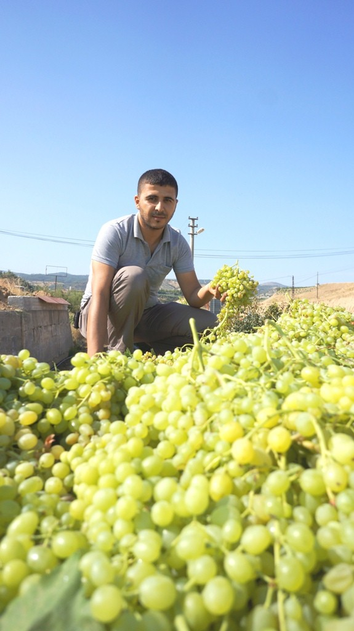 Sarıgöl\'de Şaraplık Üzüm Alımlarına Başlandı