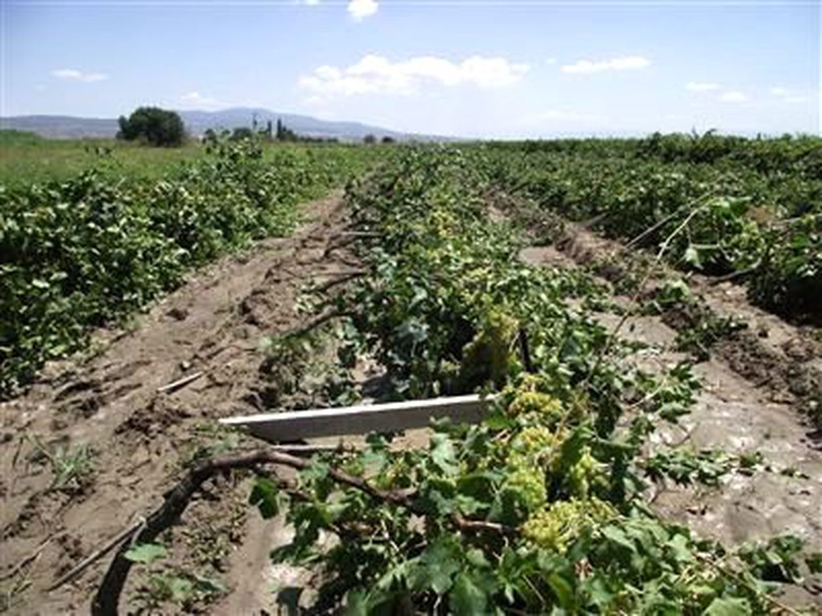 Saruhanlıda Sağnak Yağışla Karışık Don, Mahsüllere Zarar Verdi