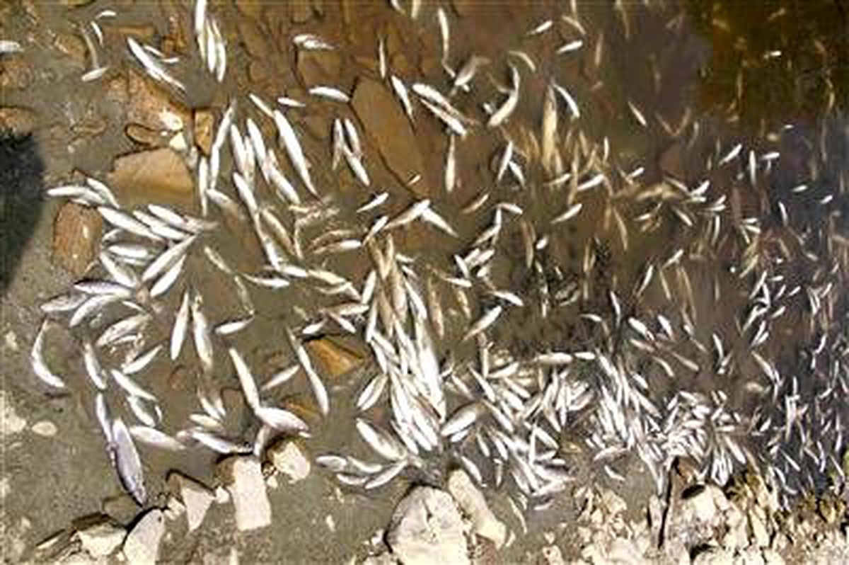 Balıkları Beton Suyu Telef Etmiş