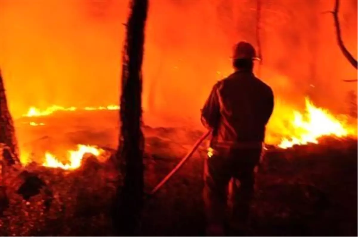 Bilecik'te Orman Yangını