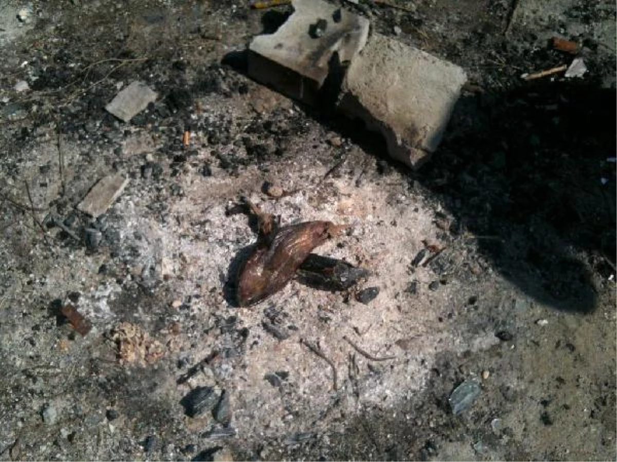 Bilecik\'teki Orman Yangını Kontrol Altına Alındı: (2)