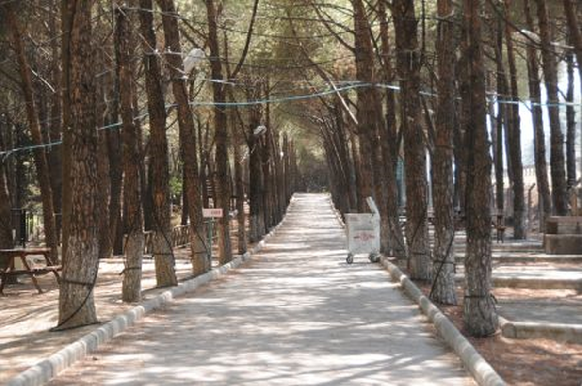 Çam Ağaçları Artık Koruma Altında