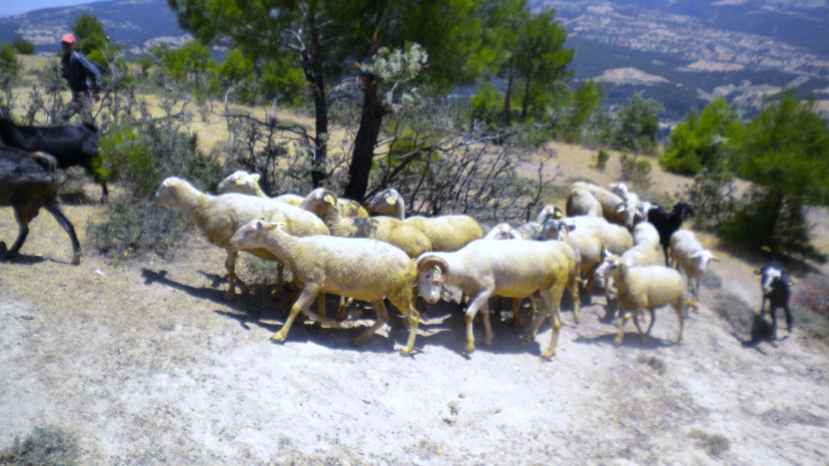 Gediz\'de İş İmkanı Olmayan 12 Kişiye Sığır ve Koyun Desteği