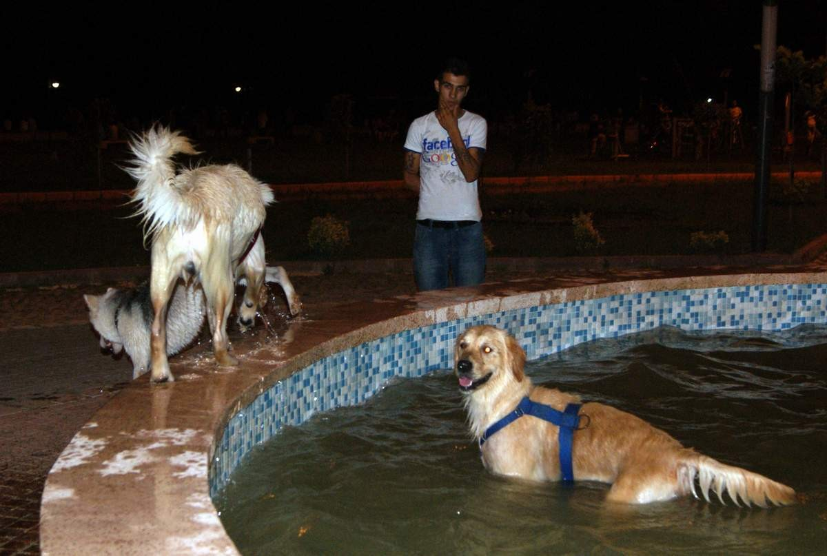 Köpekler Süs Havuzlarında Serinlemeye Çalışıyor