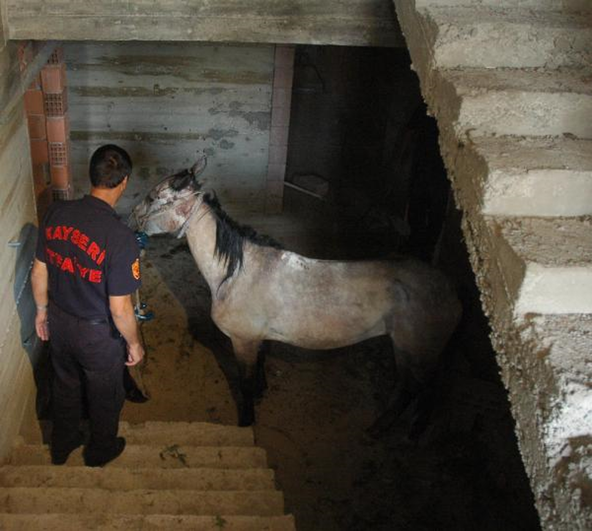Sahipsiz Atı Düştüğü Bodrumdan İtfaiye Kurtardı