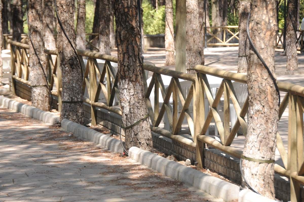 Süreyya\'da Bulunan Çam Ağaçları Koruma Altına Alındı