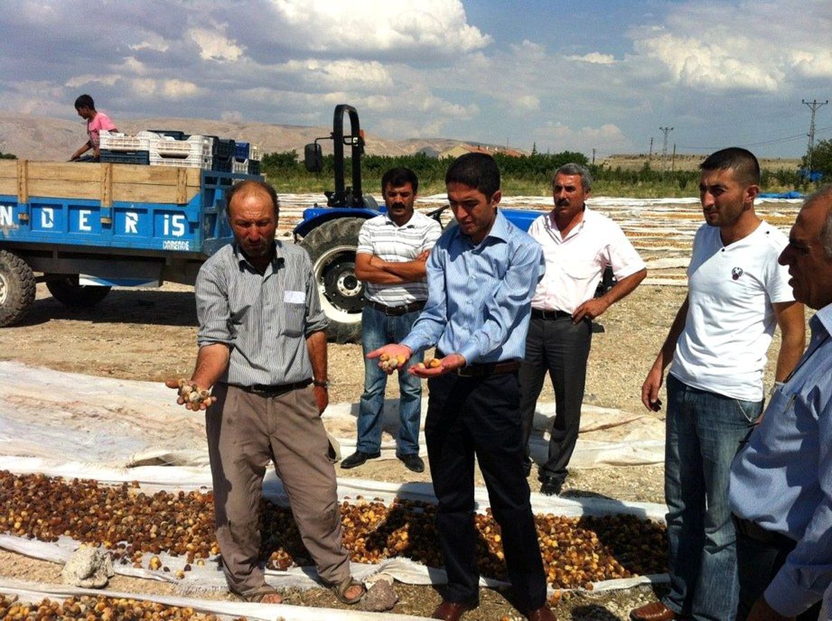 Balaban\'da Kayısıların Yağmurdan Zarar Görmesi