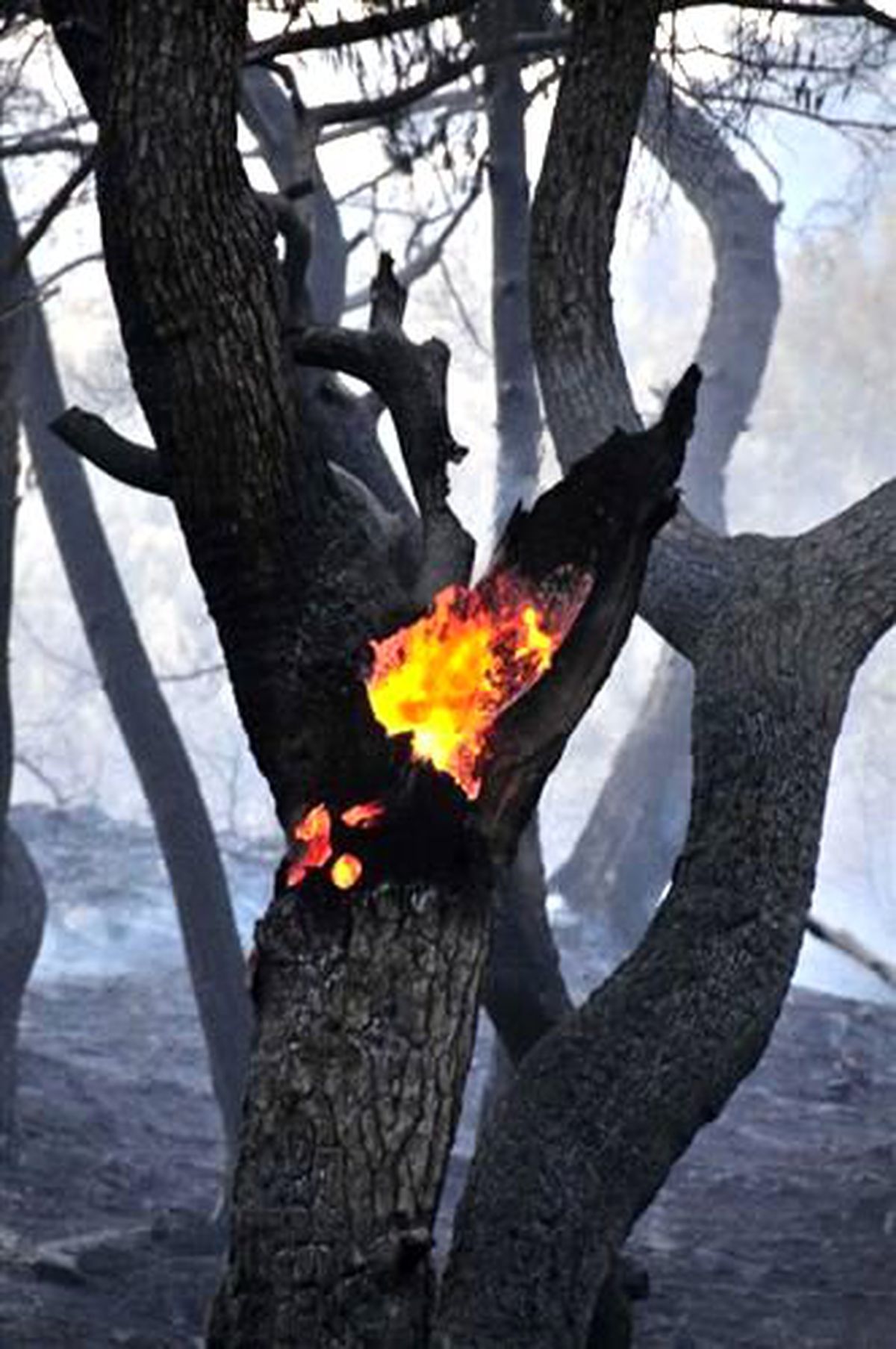 Bergama'da Orman Yangını (3)