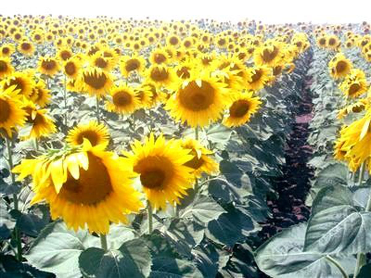 Keşan\'da Yılın İlk Ayçiçeği 1,61 TL\'den İşlem Gördü