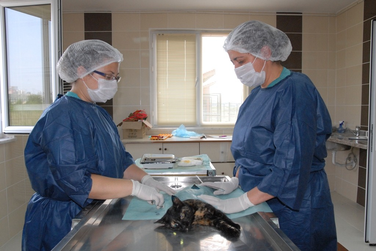 Sokak Hayvanları Rehabilite Ediliyor