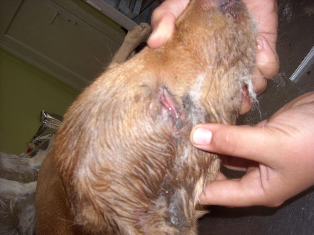Sokak Köpeğine Akıl Almaz İşkence