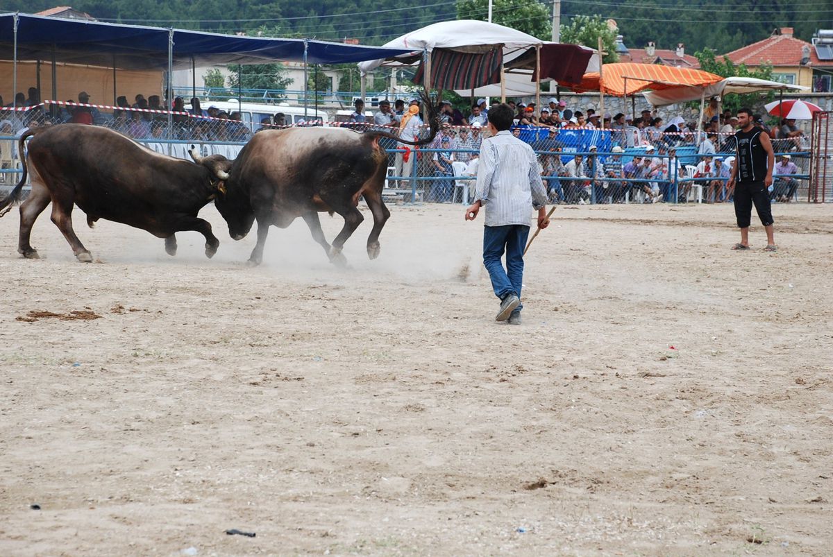 Bayır Festivale Coşacak