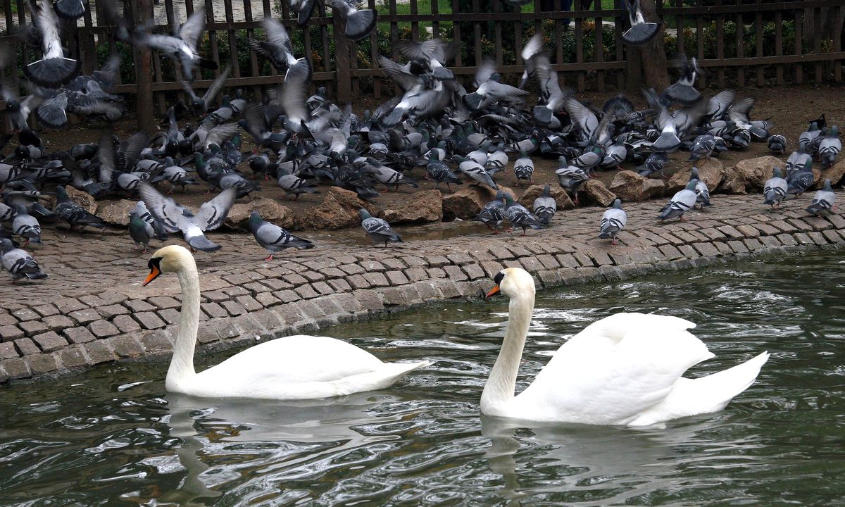 Kuğulupark \'Kuğu Gibi\' Olacak