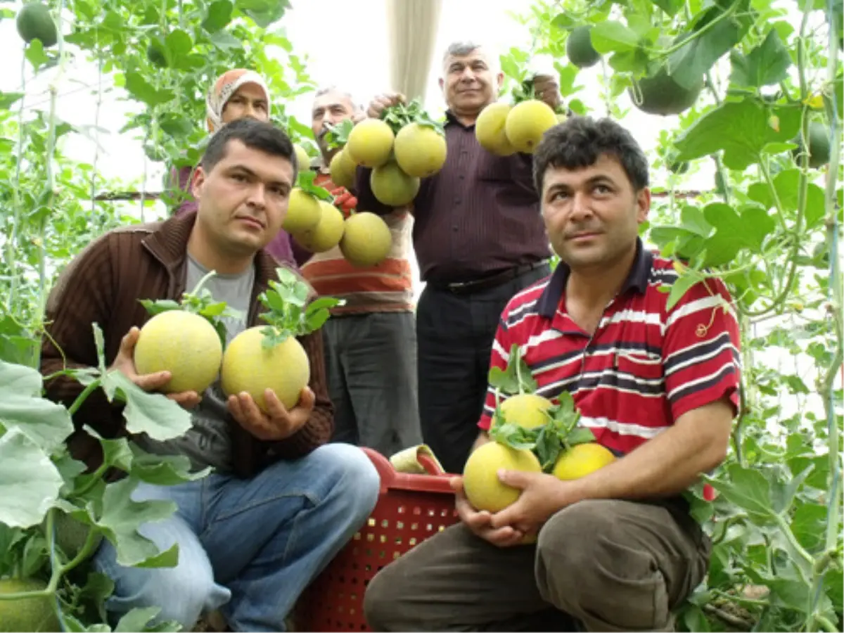 Sorgun\'da Kavun Hasadı Başladı