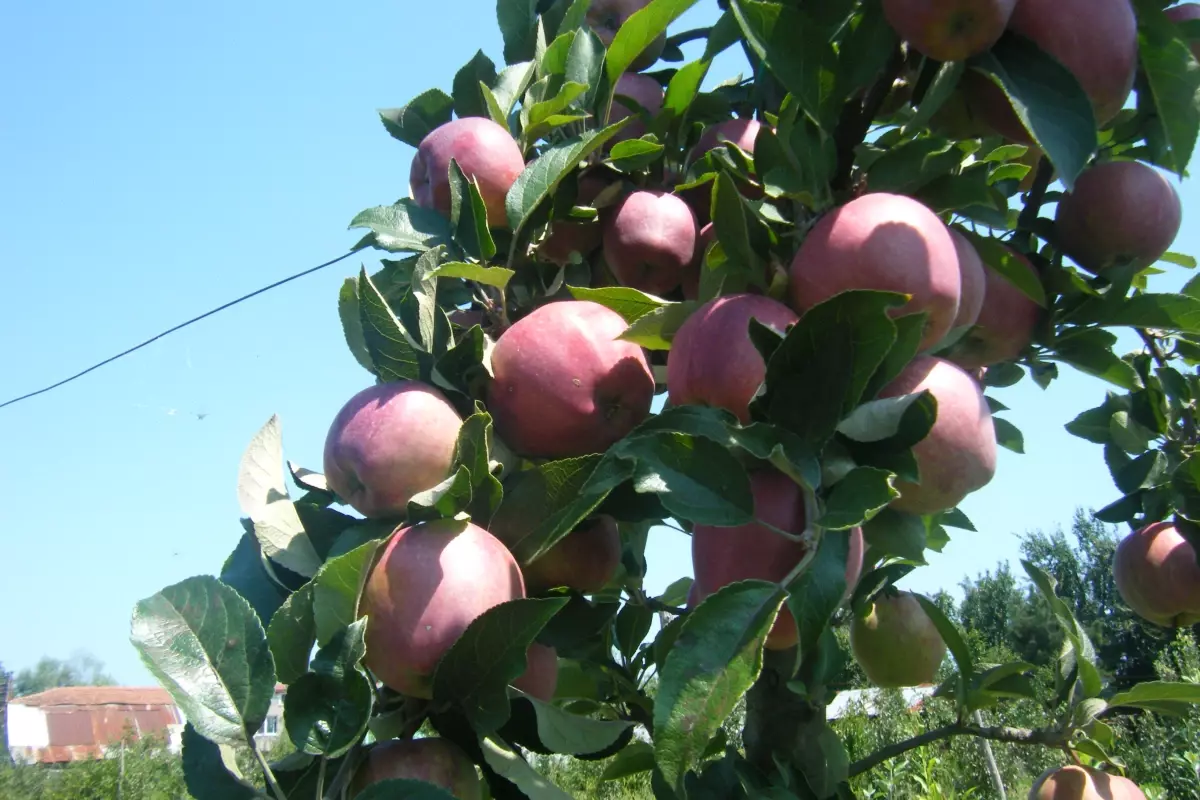 Tarladan Sofraya Güvenilir Gıda İçin Zirai İlaç Denetimi