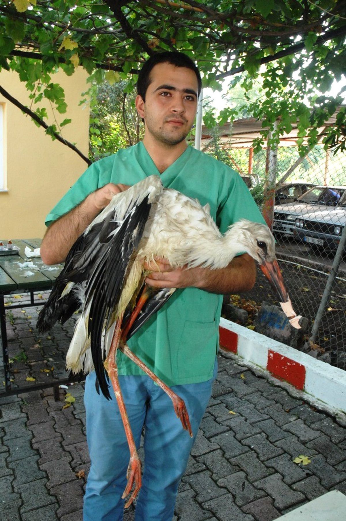 Yaralı Leylek Ceyhan Belediyesine Emanet