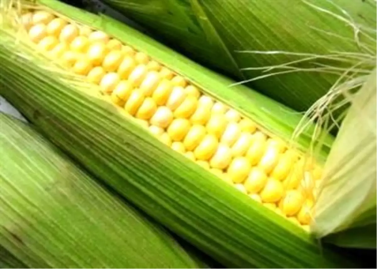 Mısırdan Yeni Rekor