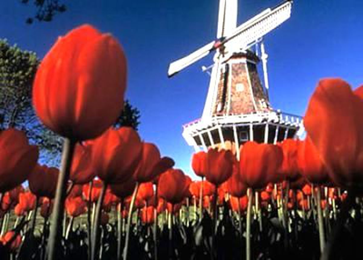Kriz, Hollandalıları Çin\'e Göçe Zorluyor
