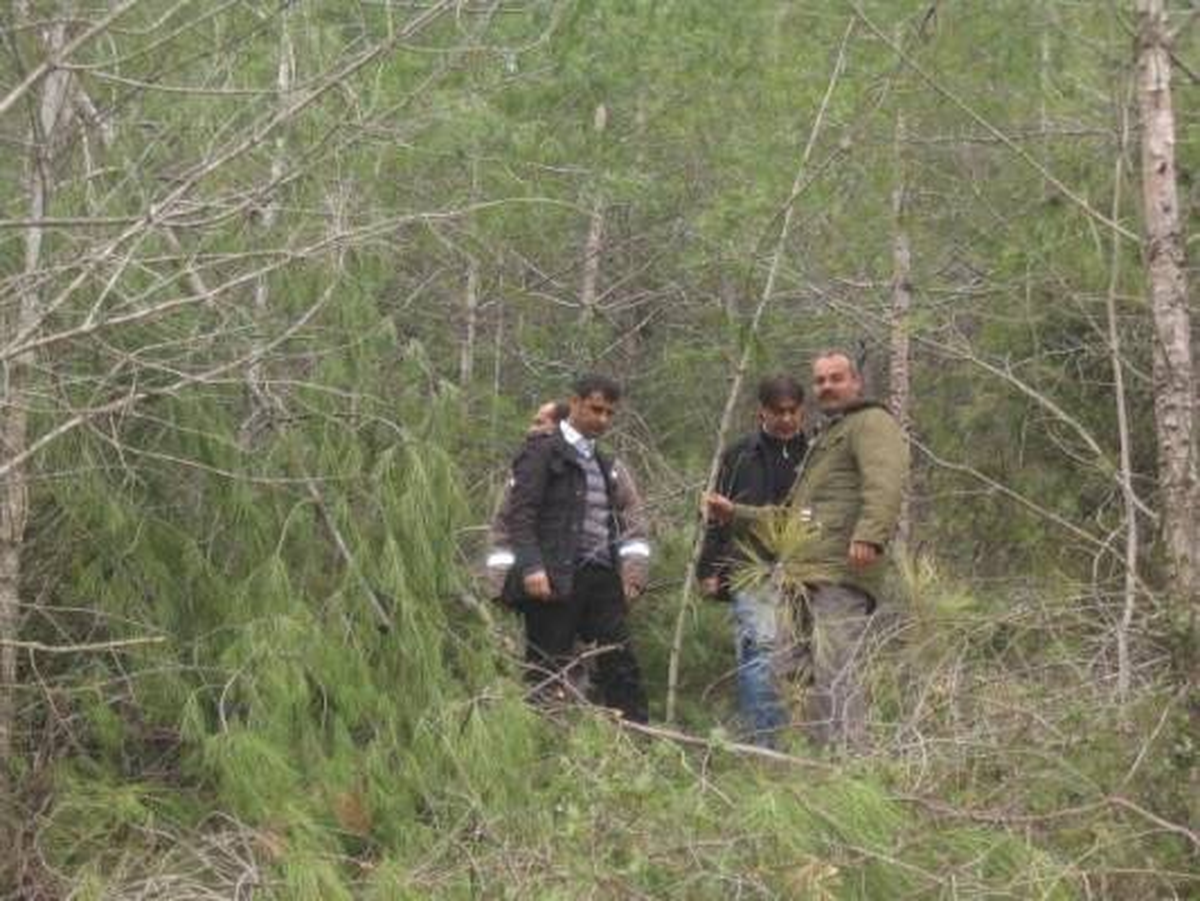 Ormanda Meşcere Bakım Çalışmaları Devam Ediyor