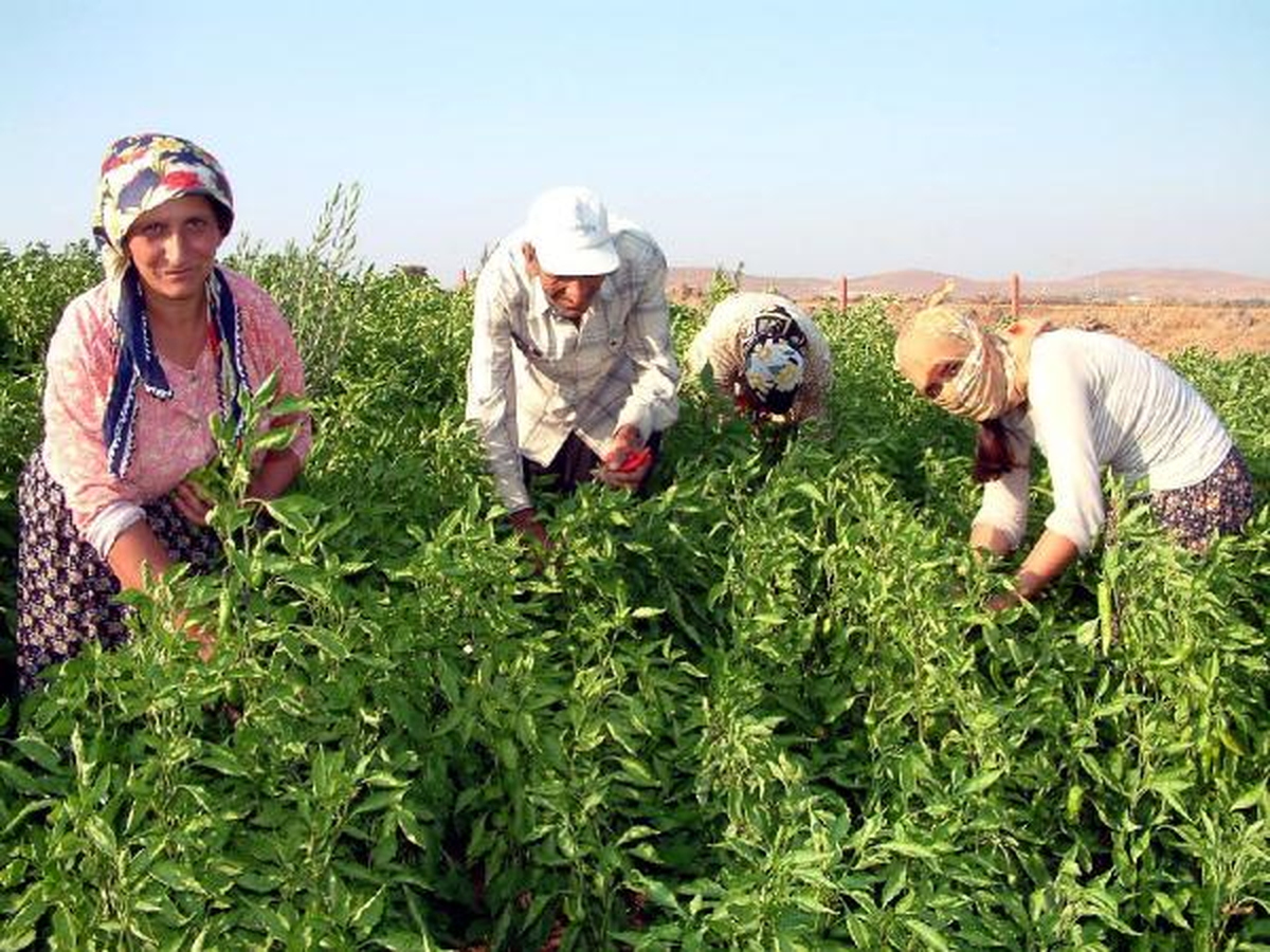 Tarım İşçilerinin Çocuklarına Çadırda Eğitim
