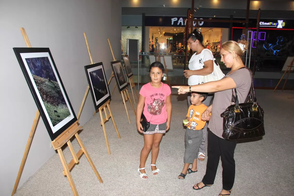 Doğanın Estetiği Optimum\'da