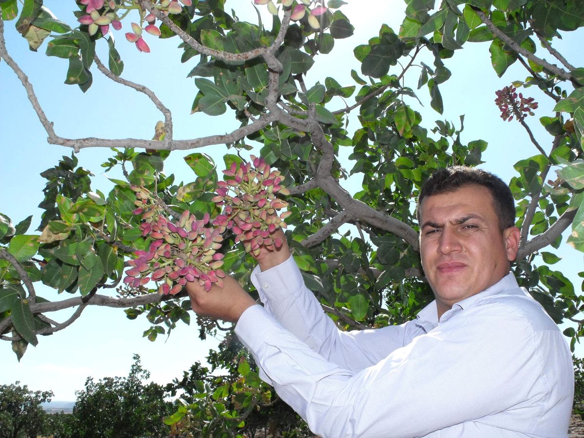 Fıstık Üreticisinin Yüzü Gülecek