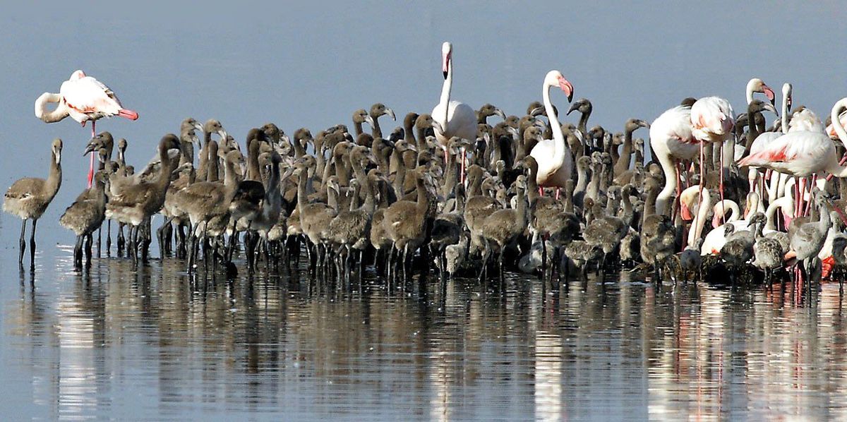Flamingolar Yine İzmir Kuş Cenneti\'ni Seçti