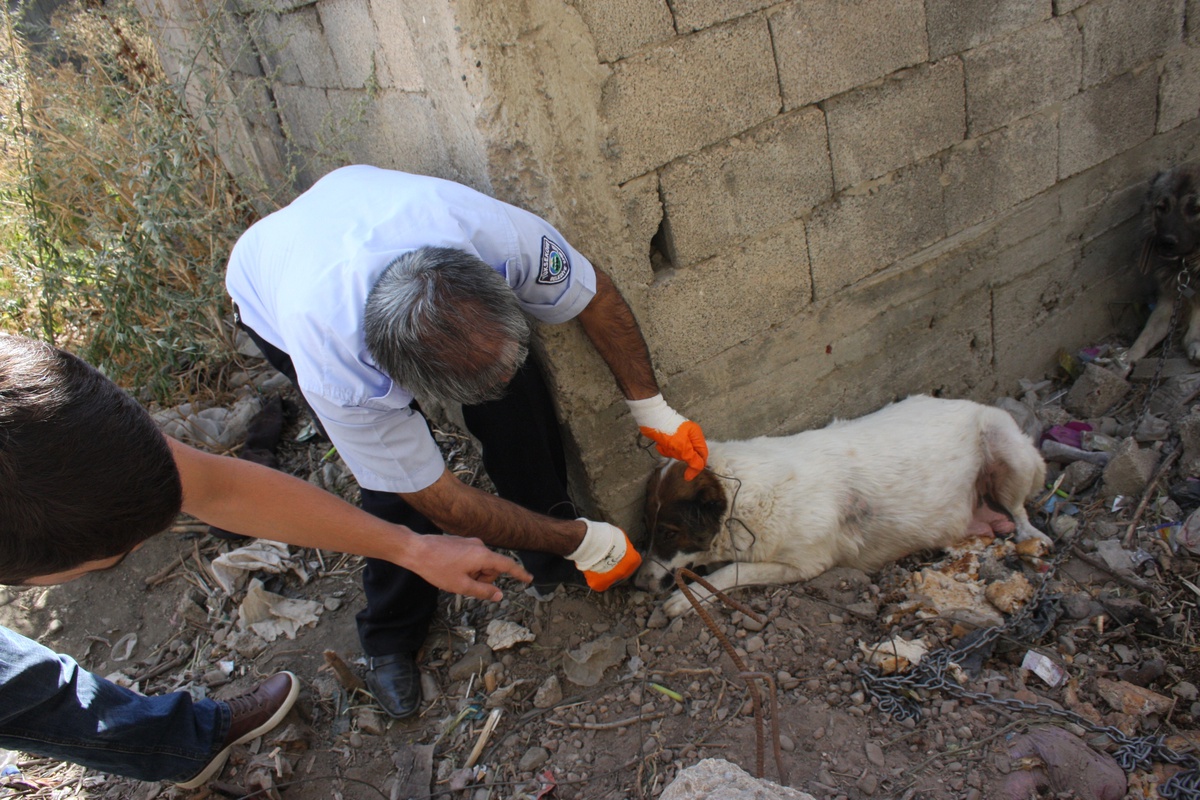 İşkence Yaptıkları Köpekleri Zincirlerle Bağladılar