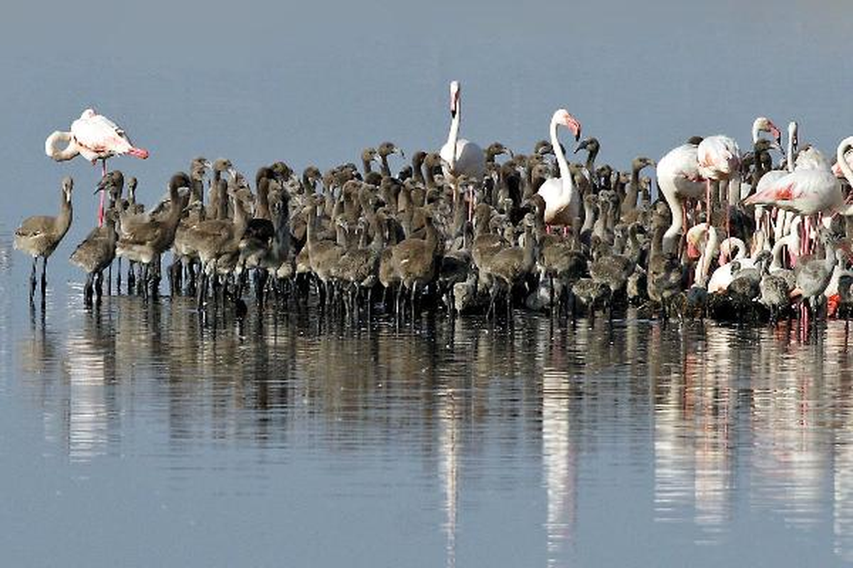 İzmir Kuş Cenneti\'nde Kuluçkaya Yatan Flamingolar Yavruladı