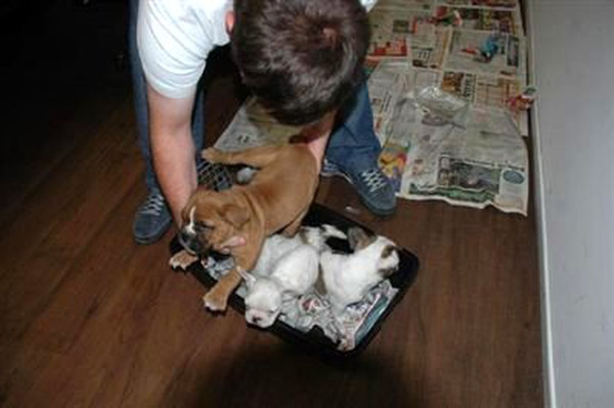 Poşetten Köpek Çıktı